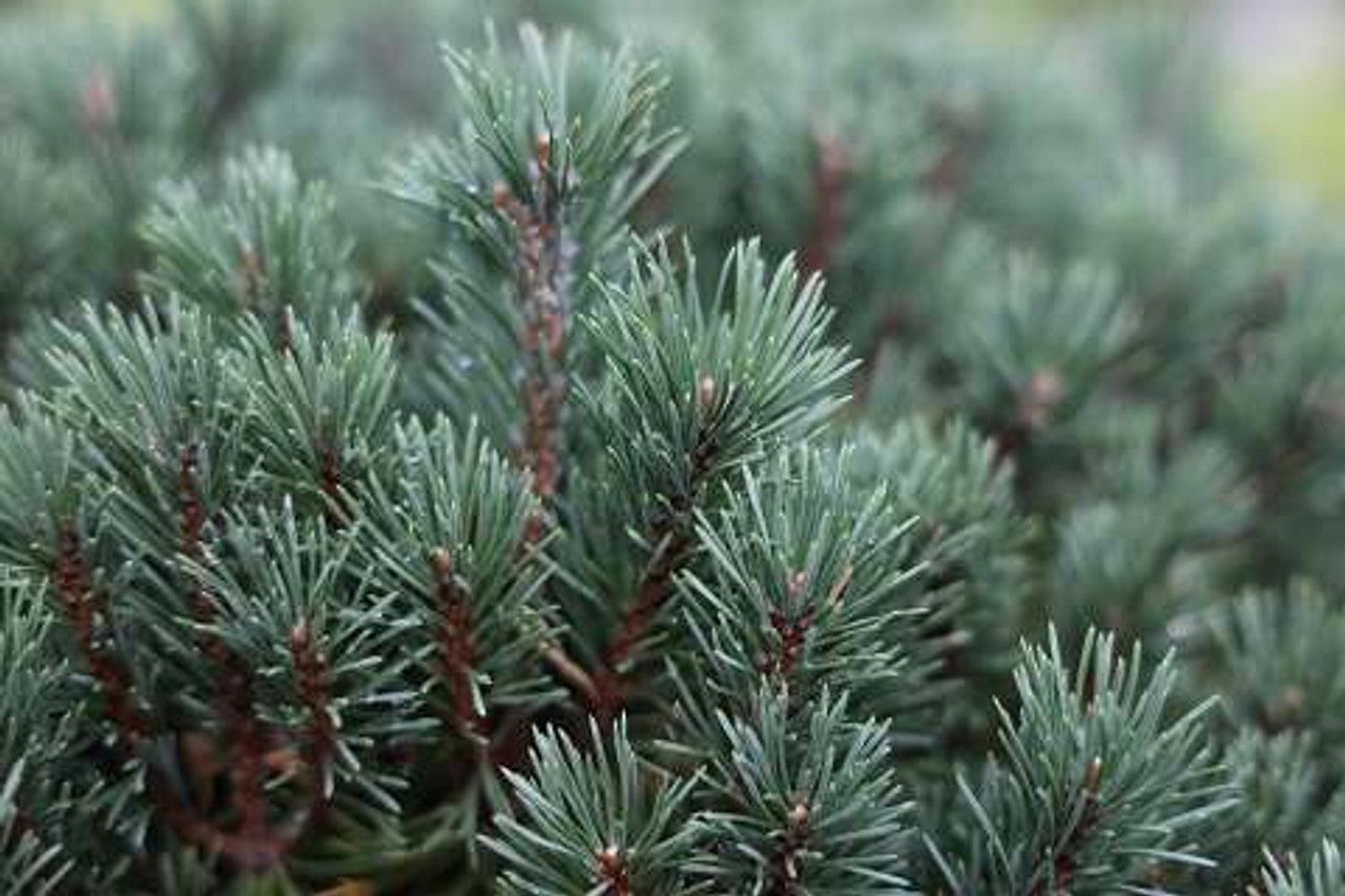 MOPS MUGO PINE 3gal