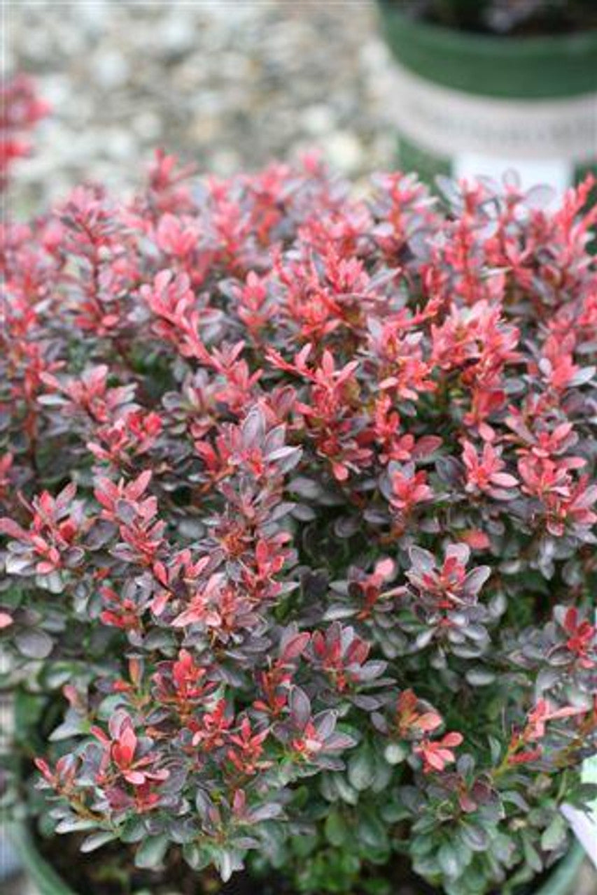 PYGMY RUBY BARBERRY 2gal