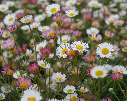 MEXICAN DAISY FLEABANE 1gal