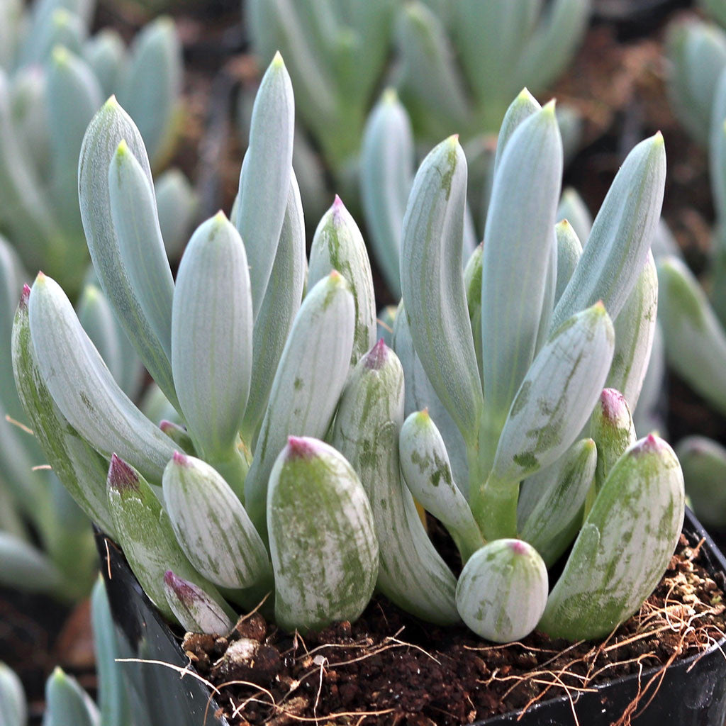Senecio Blue Chalk Sticks