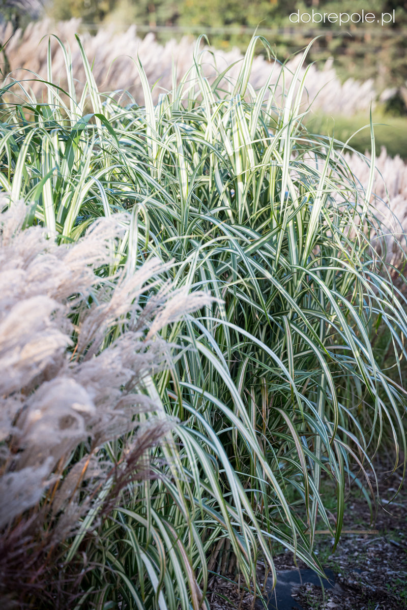 CABARET JAPANESE SILVER GRASS 2gal