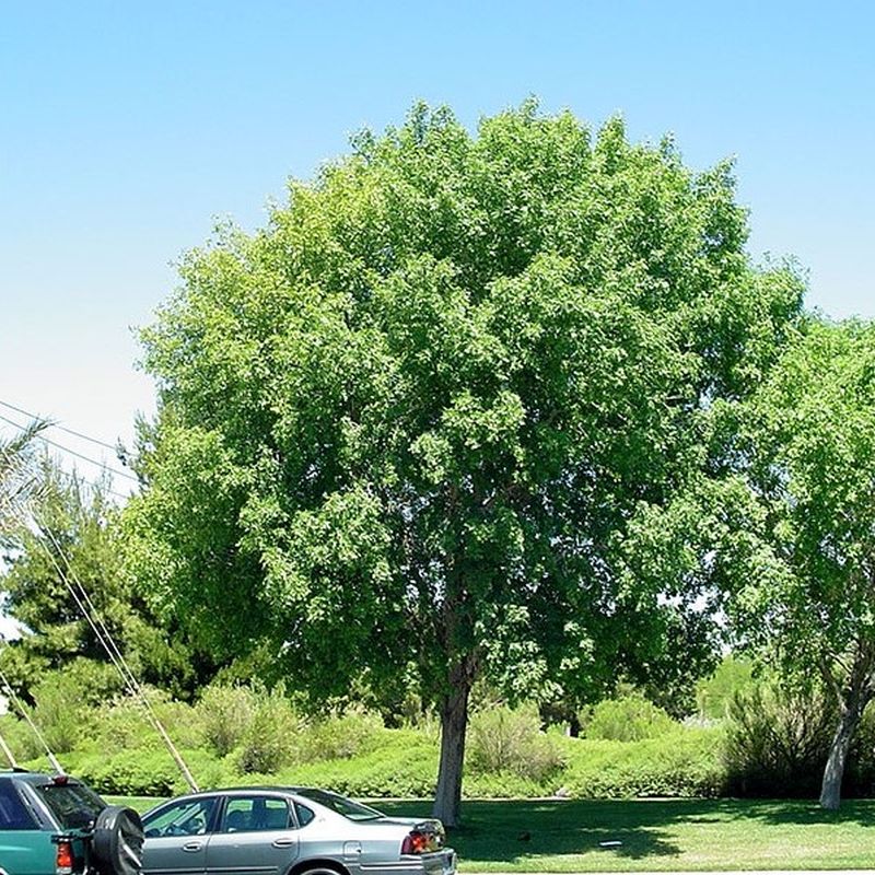 MODESTO ASH TREE 15gal