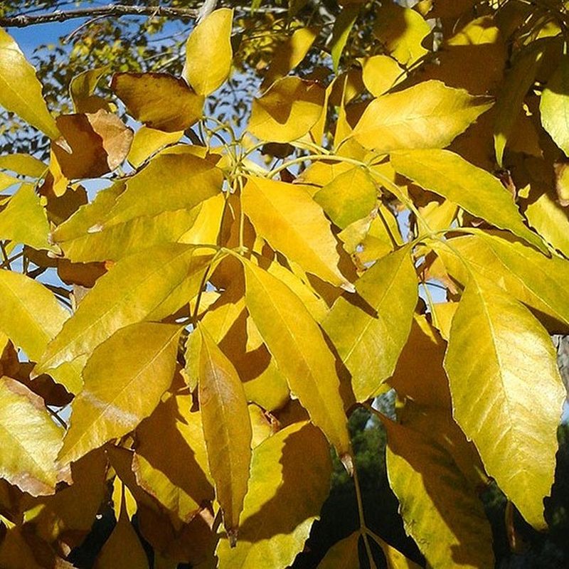 MODESTO ASH TREE 15gal