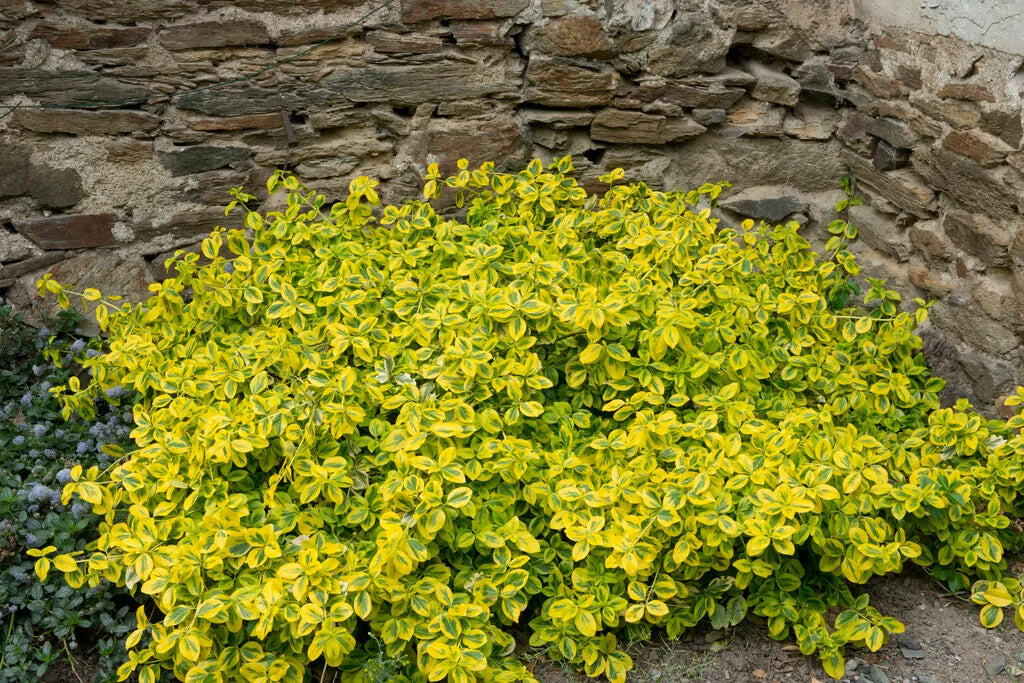 SUNRISE WINTERCREEPER EUONYMUS 2gal