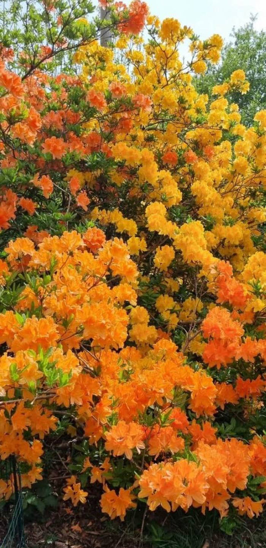 MOLLIS AZALEA 2gal