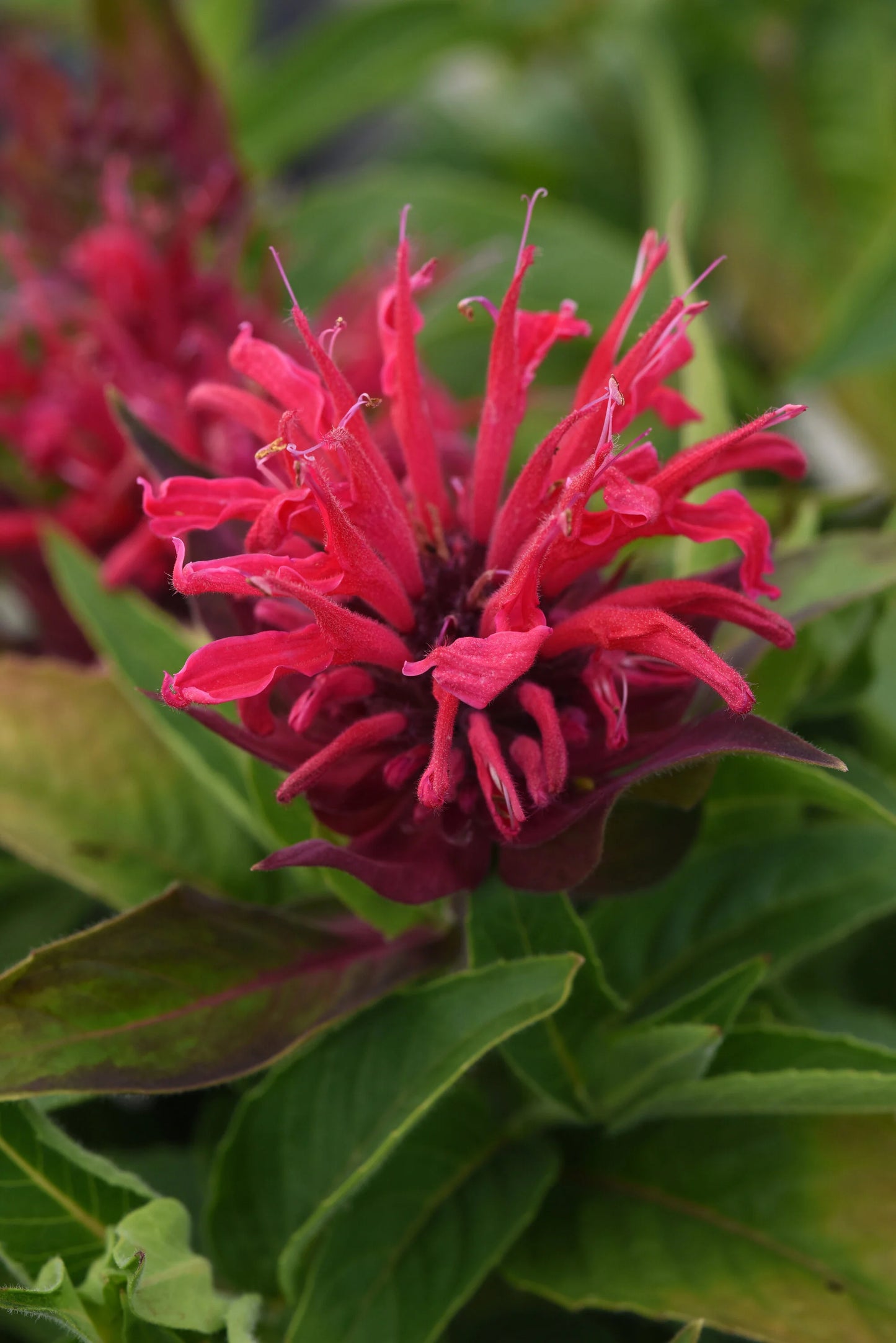 BEE MINE RED BEE BALM 1gal