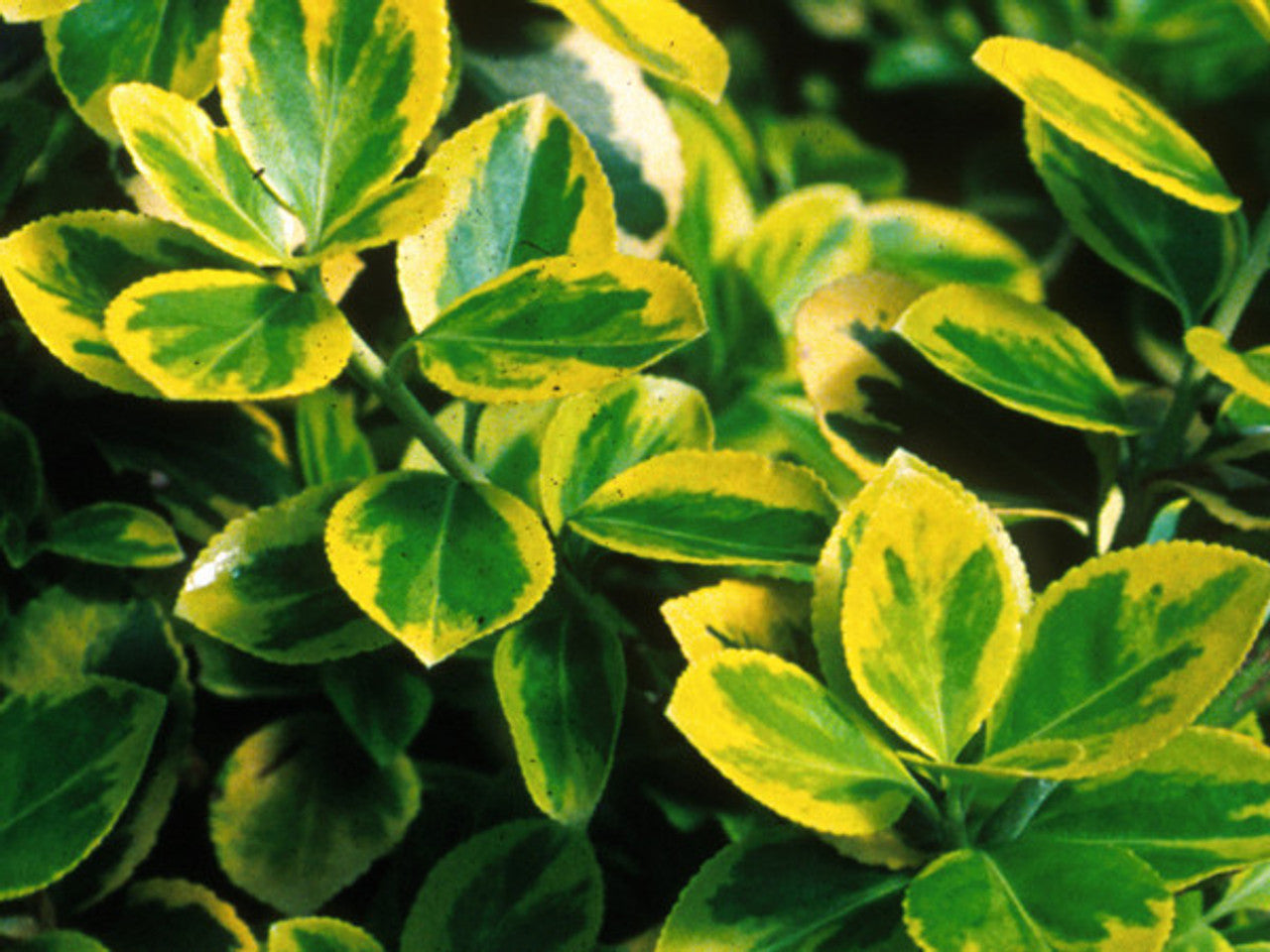 MOONSHADOW WINTERCREEPER EUONYMUS 1gal