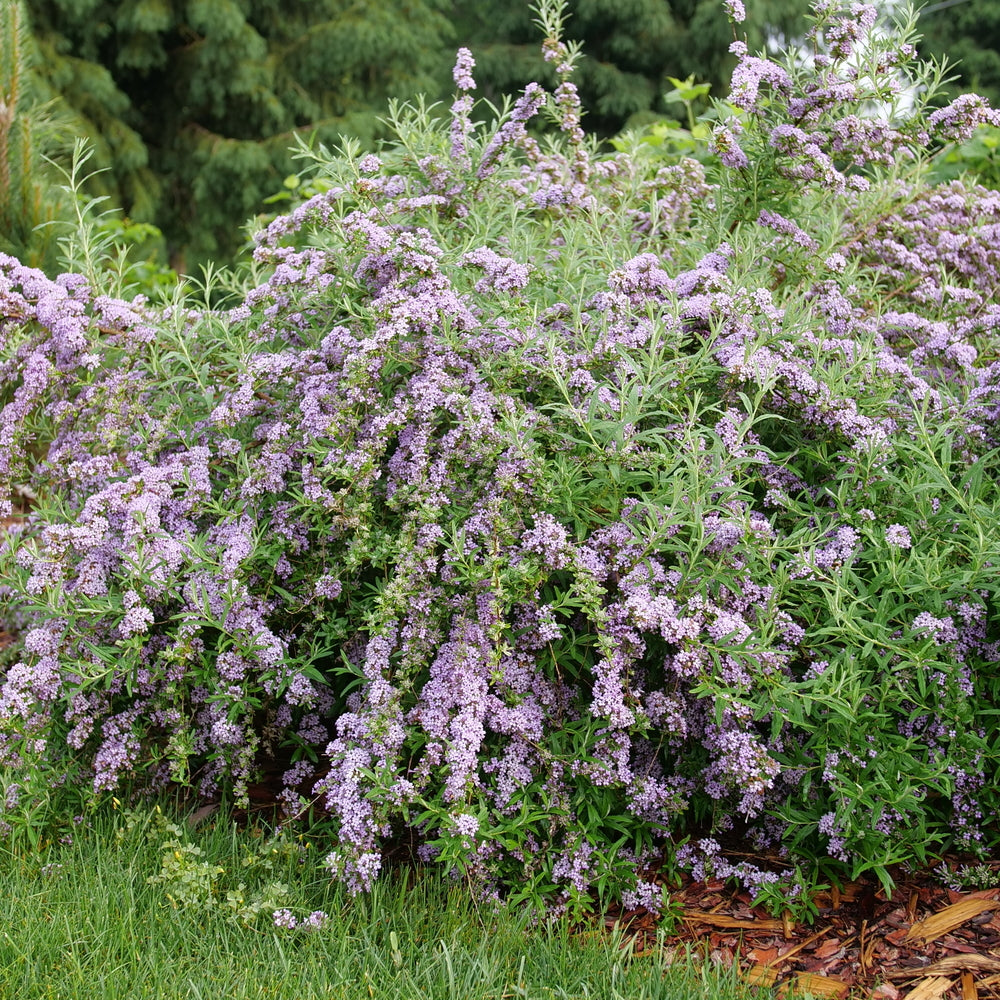 MOP TOP BUTTERFLY BUSH 3gal