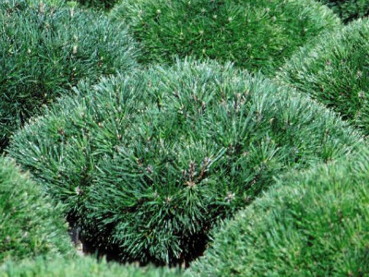 MUGO PINE 5gal