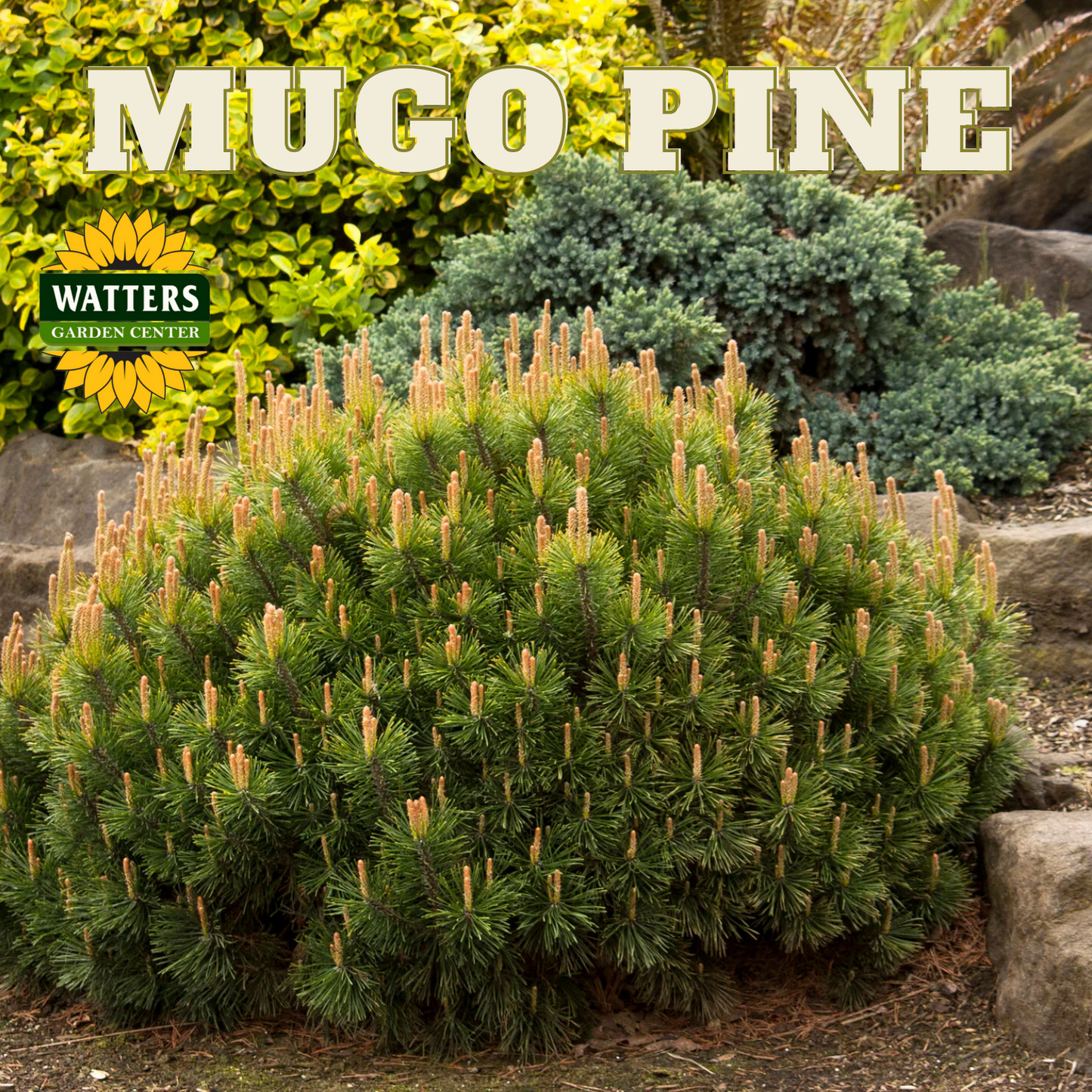 MUGO PINE 5gal