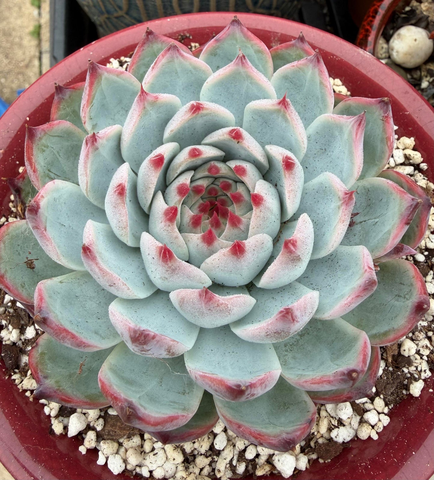 Glory Echeveria