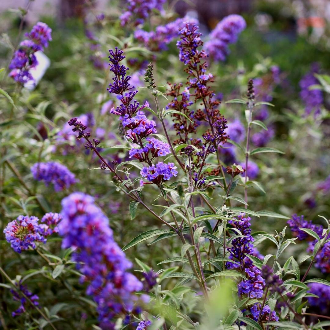 NANHO BLUE BUTTERFLY BUSH 3gal