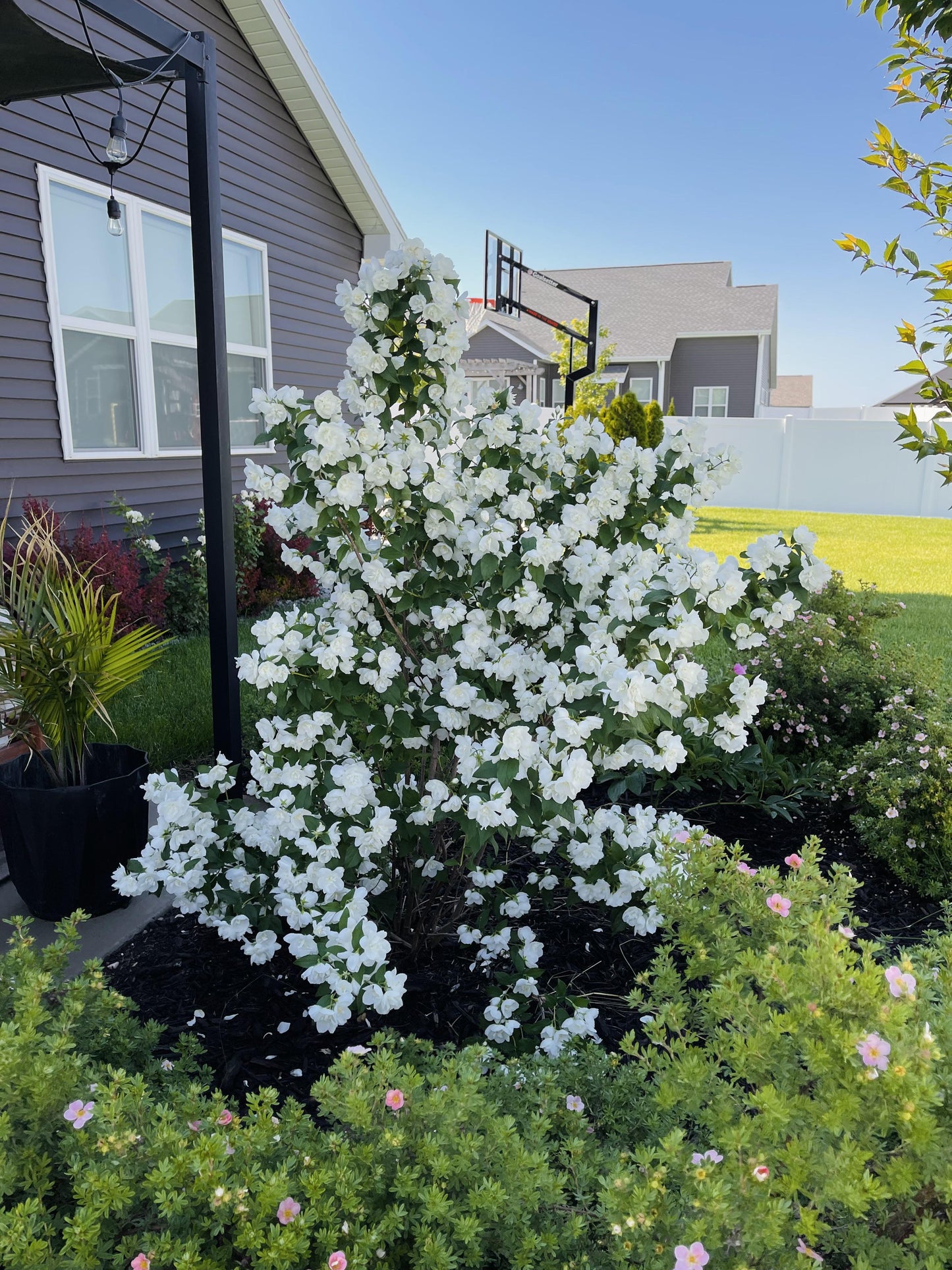 MOCK ORANGE 3gal