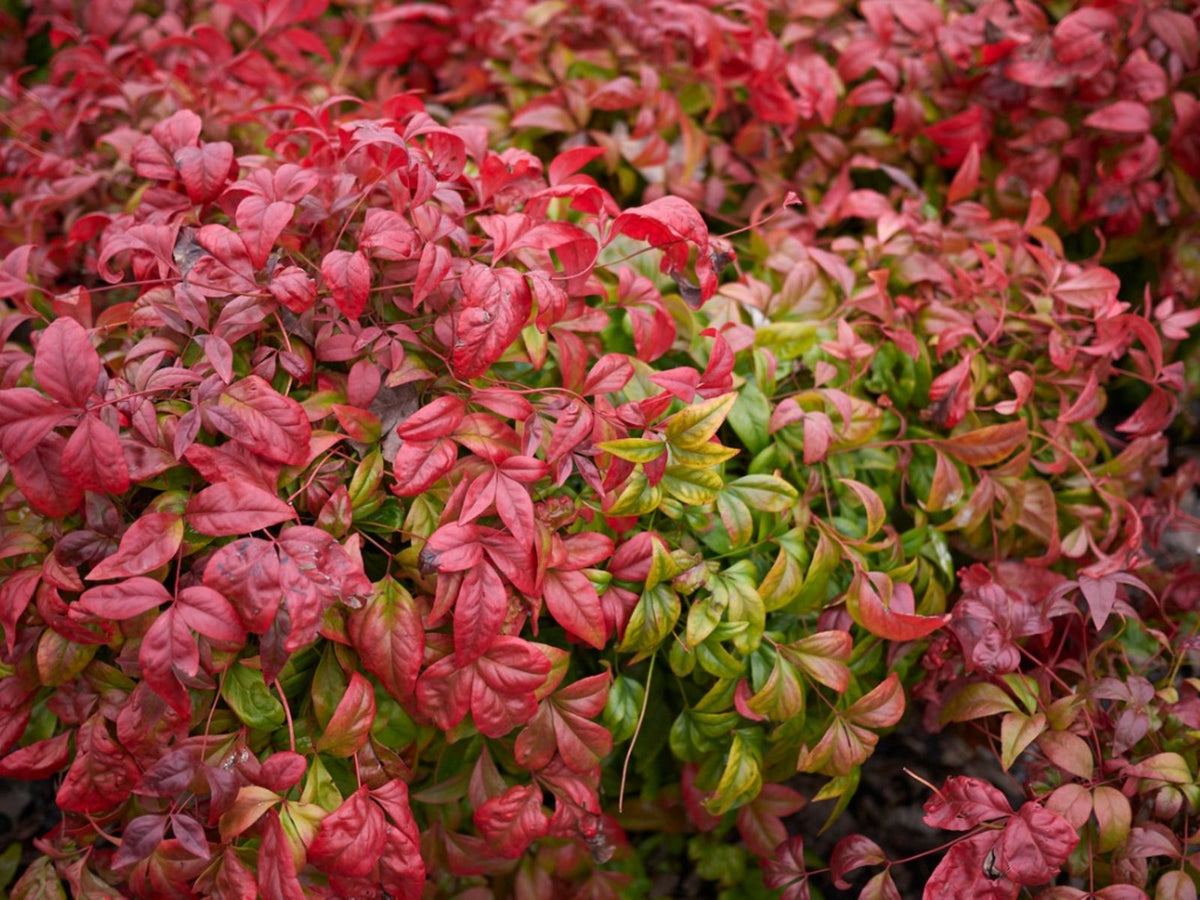 COMPACT HEAVENLY BAMBOO NANDINA 5gal