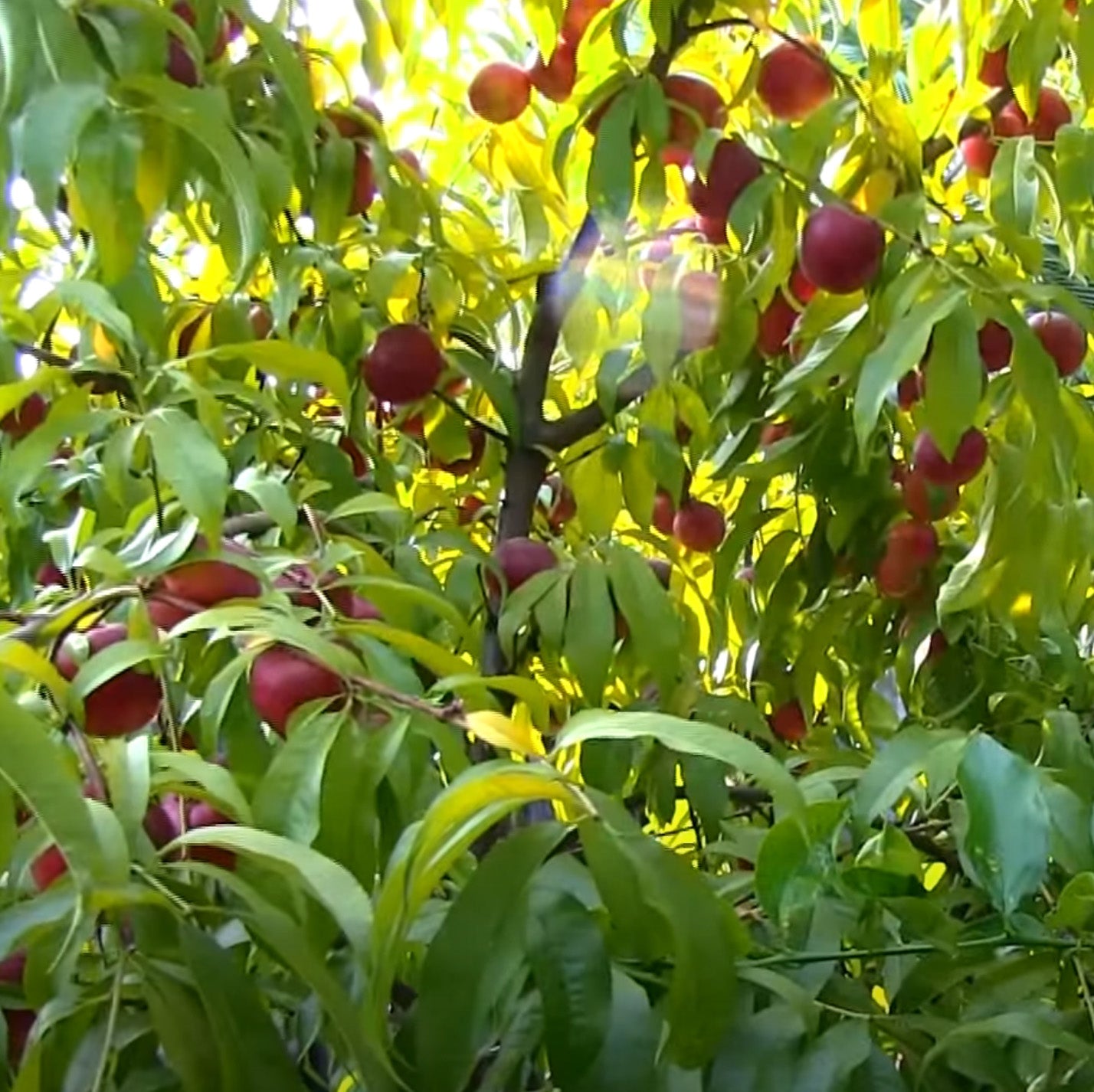 FLAVORTOP NECTARINE 7gal