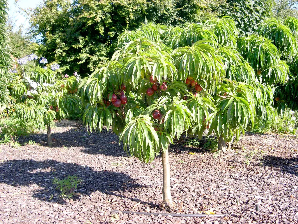 NECTA ZEE NECTARINE DWARF TREE 7gal