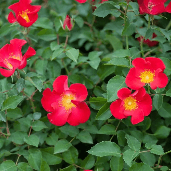 EASY ELEGANCE SCREAMING NEON ROSE 2gal