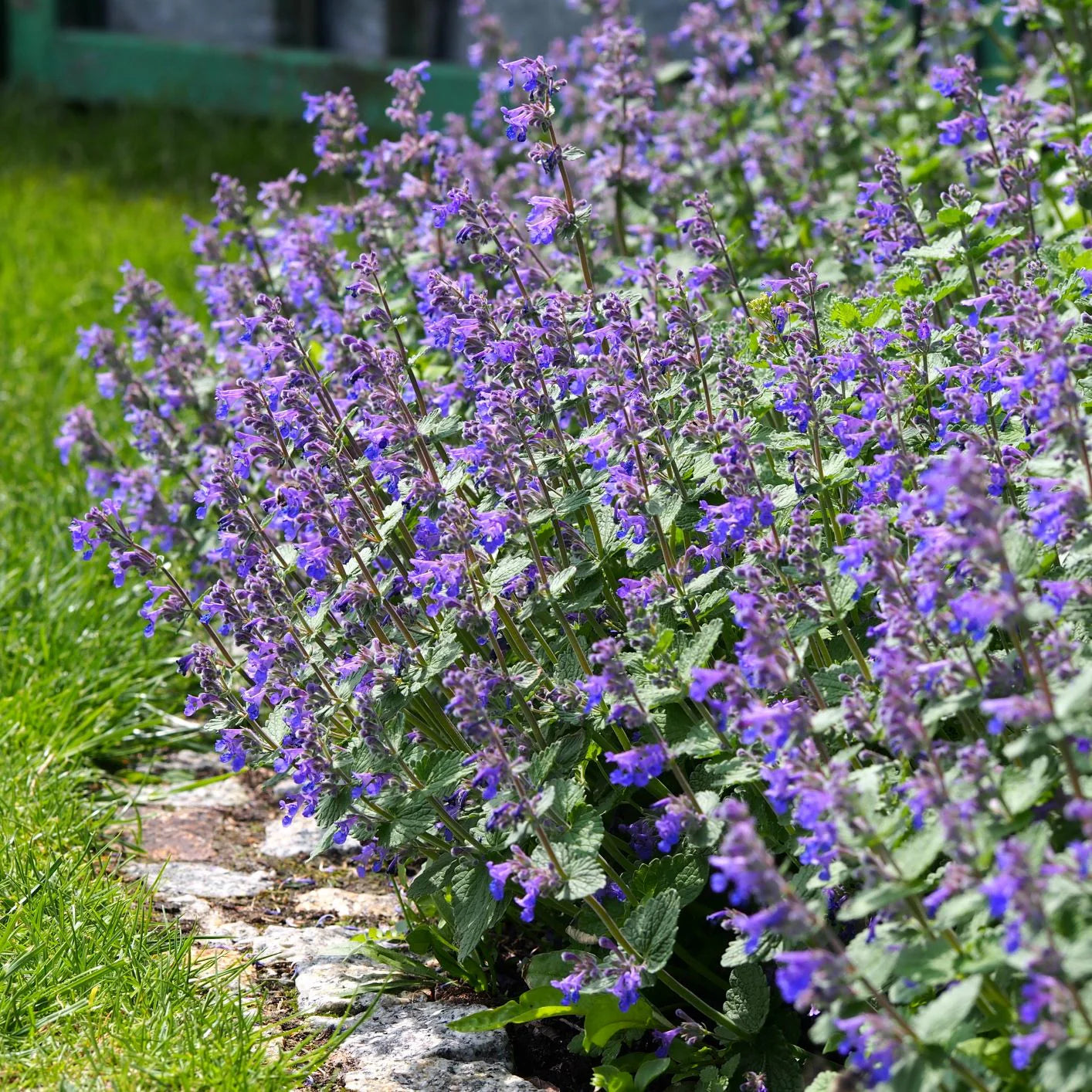 Walker's Low Catmint (NEPETA X WALKERS LOW) - 1 gallon