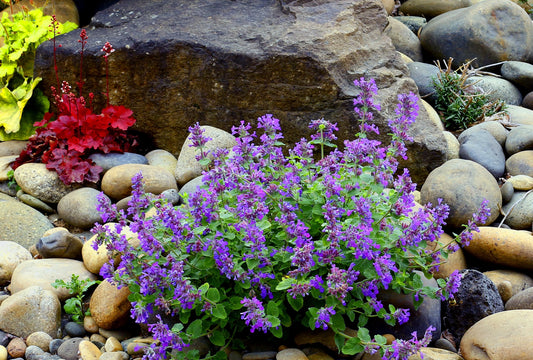 CATMINT BLUE NOVA 1gal