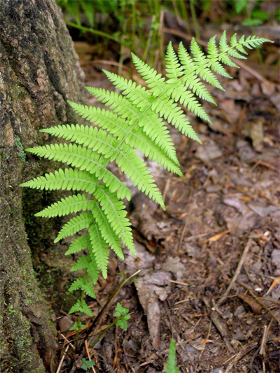 Hayscented Fern (Dennstaedtia 'Hayscented') - 1 gallon