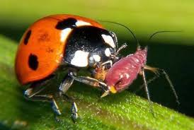 LADYBUGS