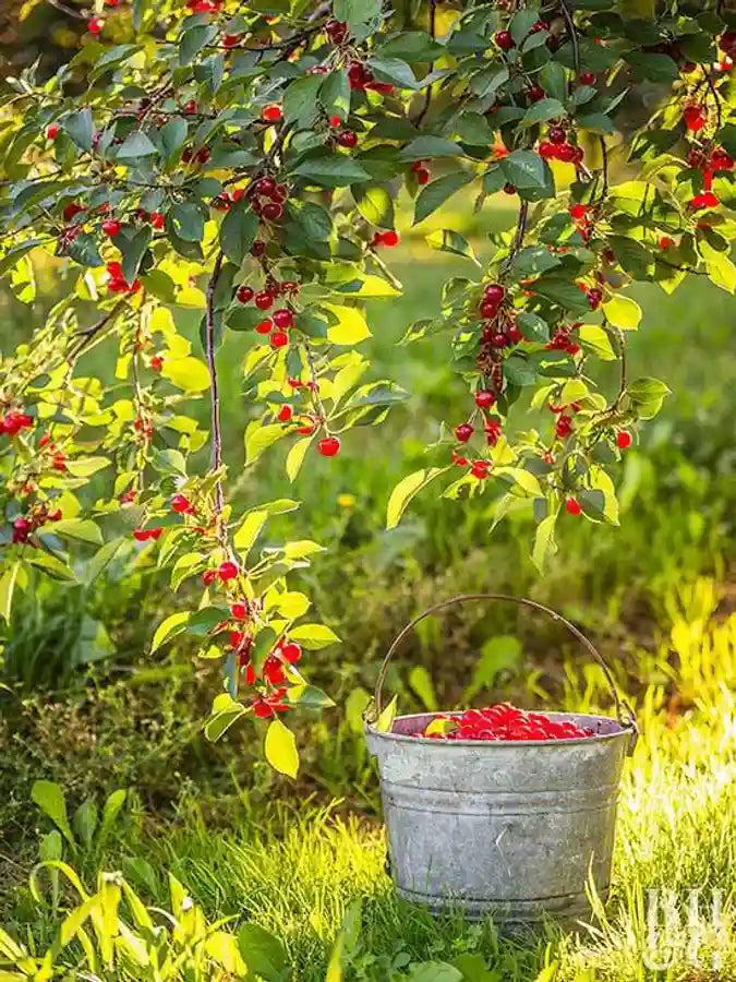 MONTMORENCY CHERRY TREE 7gal