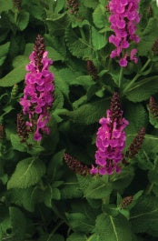 NOBLE PRINCESS PINK SALVIA 1gal