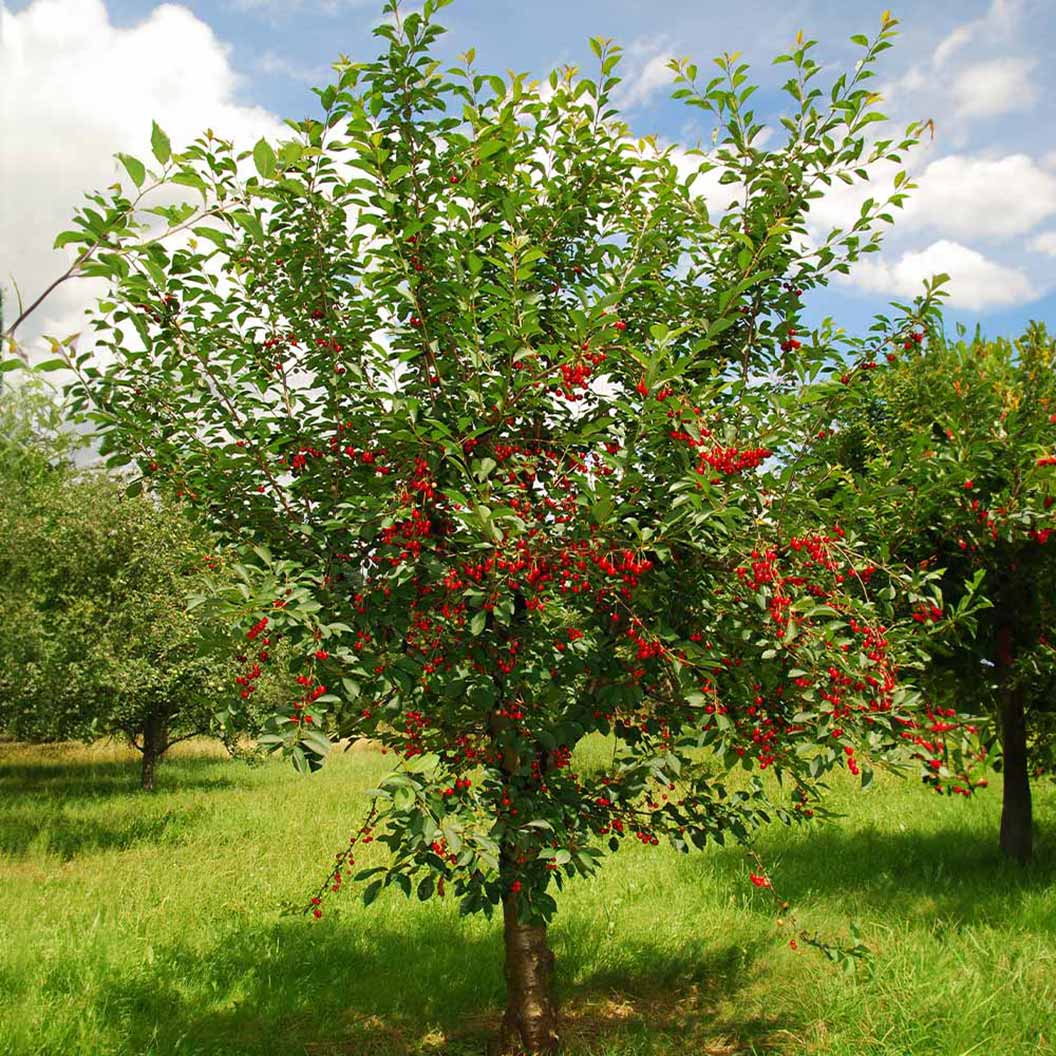 MONTMORENCY CHERRY TREE 7gal