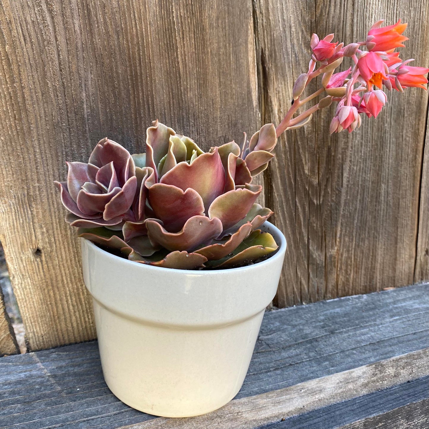 Fireglow Echeveria