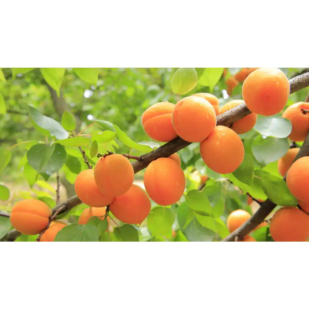 BLENHEIM APRICOT TREE 5gal