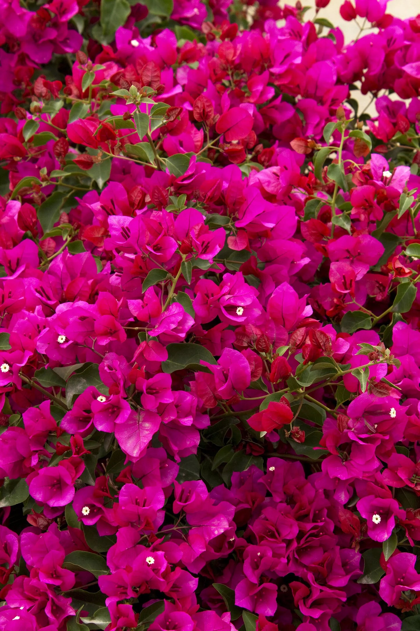 OO-LA-LA BOUGAINVILLEA 2gal