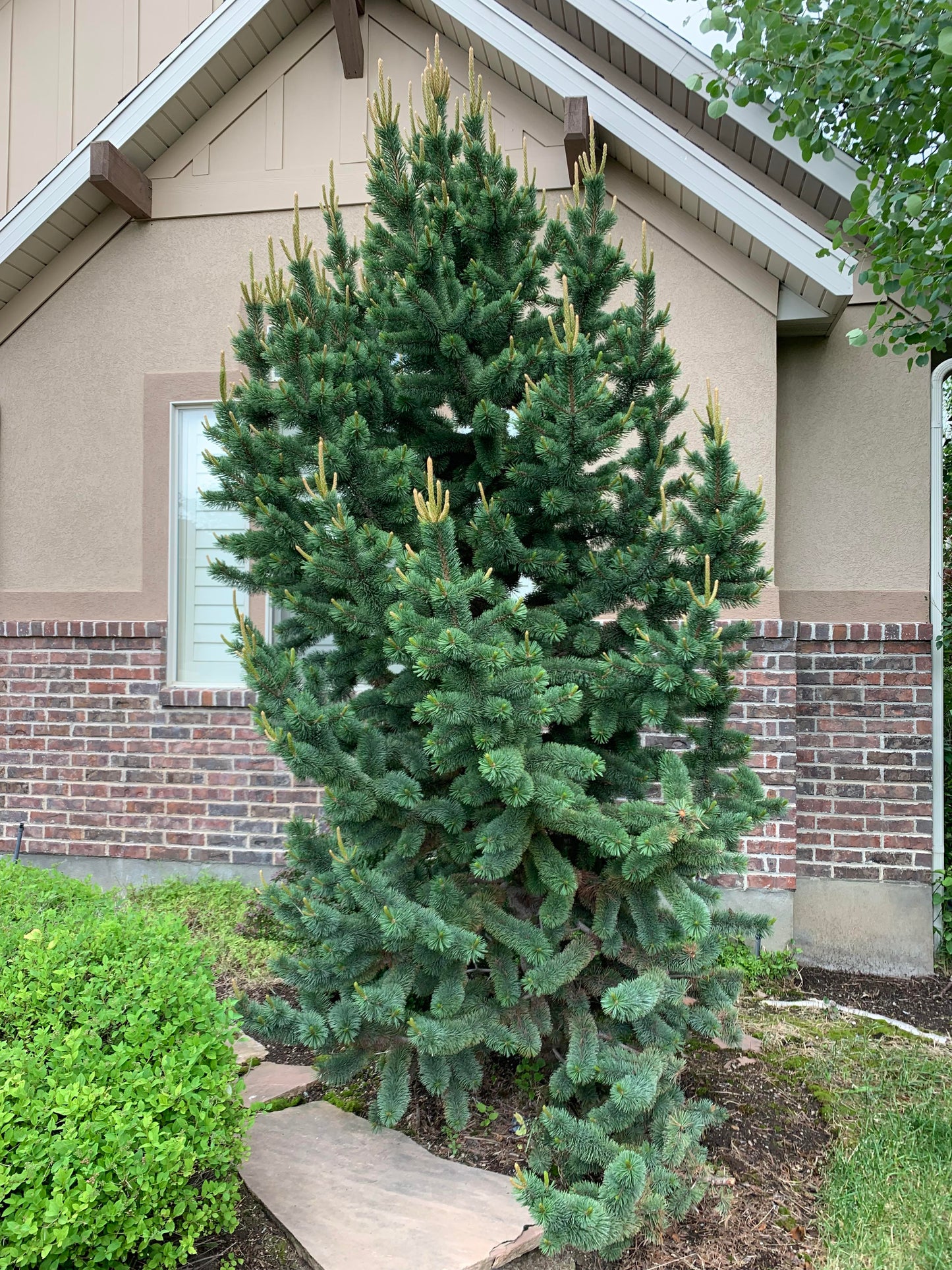 BRISTLECONE PINE TREE