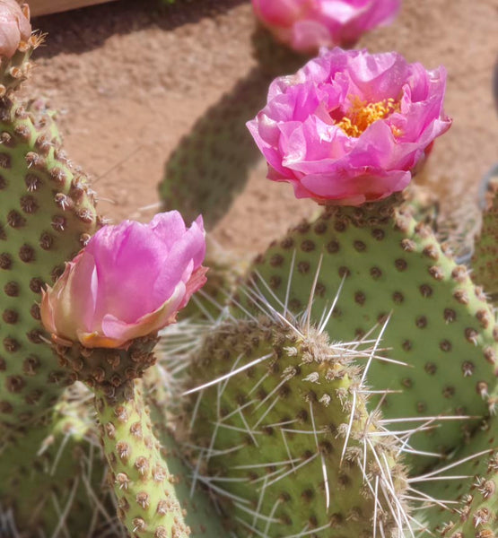 PINK FROST PRICKLY PEAR 5gal  Watters Garden Center