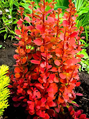 ORANGE TORCH BARBERRY 3gal