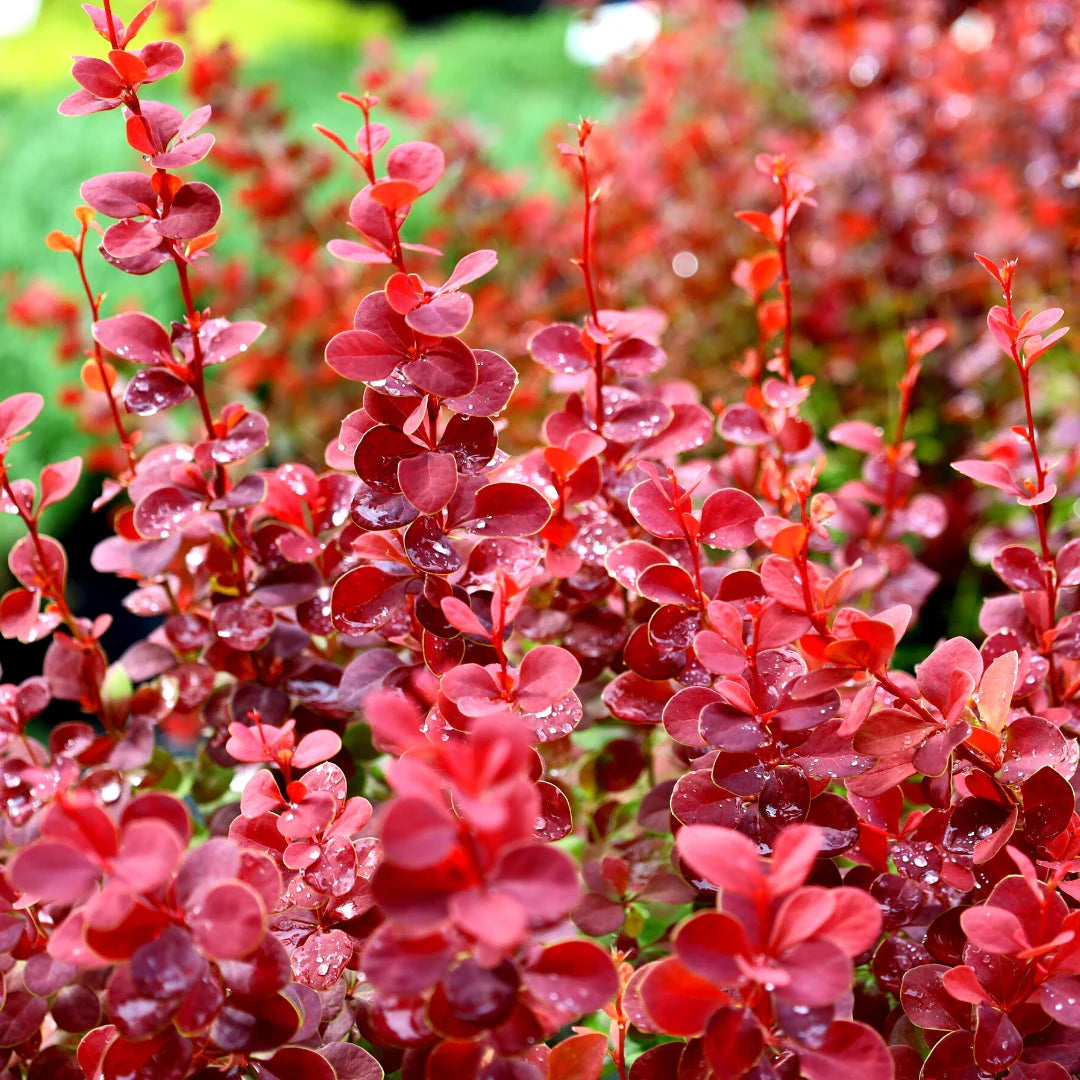 ORANGE TORCH BARBERRY 3gal