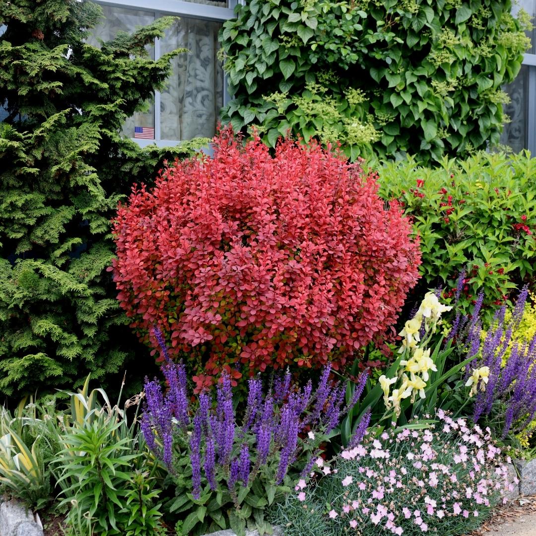 ADMIRATION BARBERRY 3gal