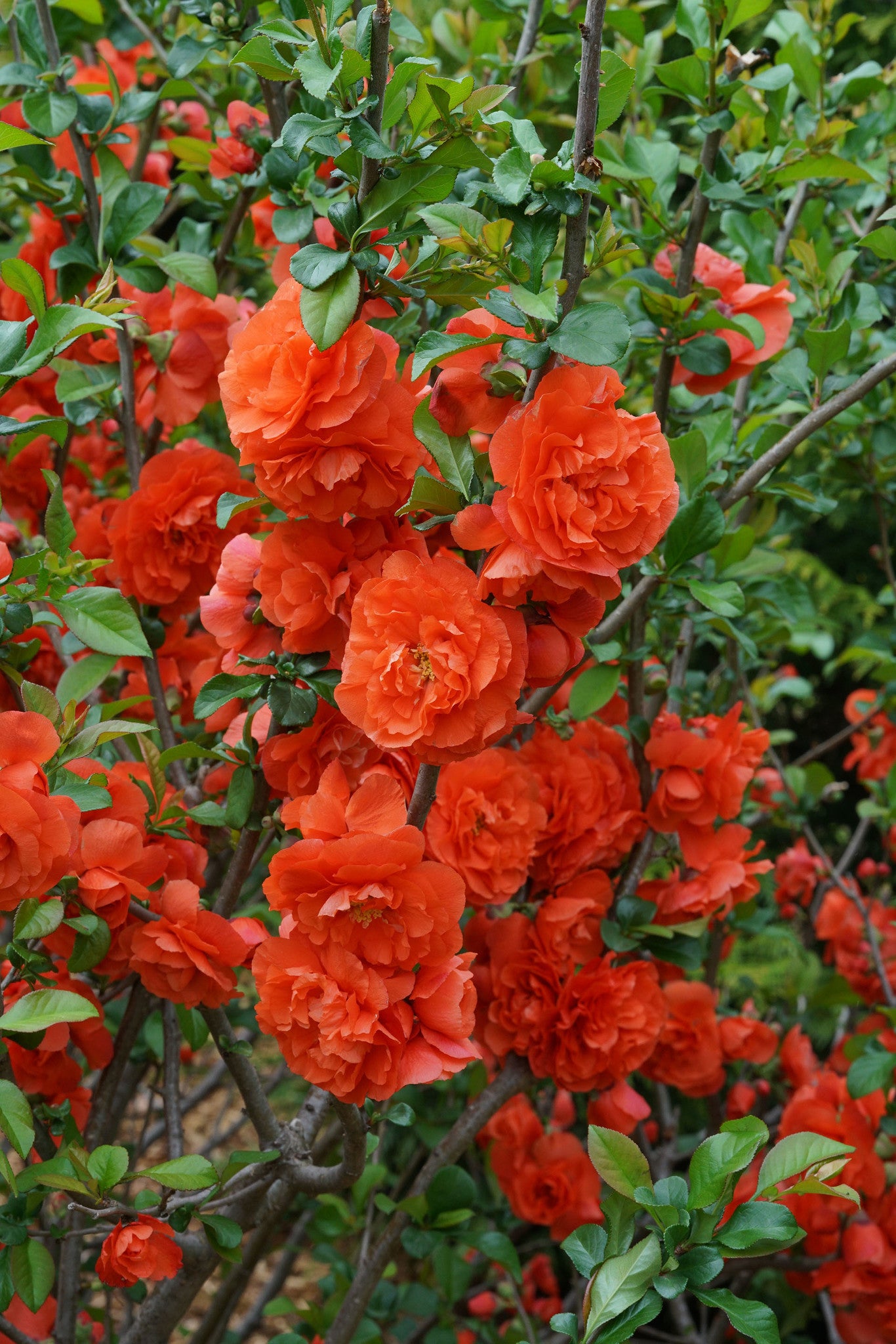 DOUBLE TAKE ORANGE FLOWERING QUINCE 2gal