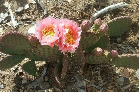 ORANGE CHIFFON PRICKLY PEAR 5gal