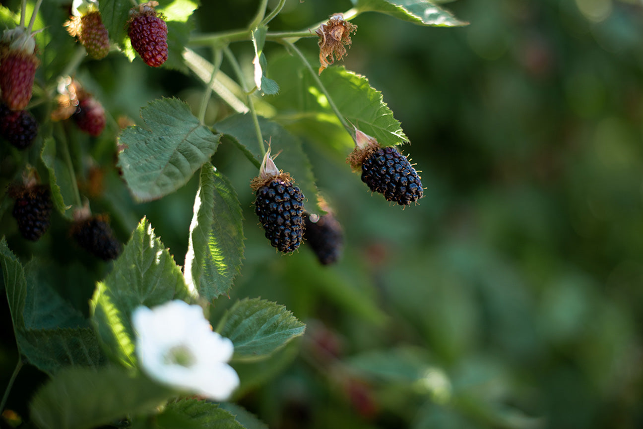 COLUMBIA STAR THORNLESS BLACKBERRY 1gal
