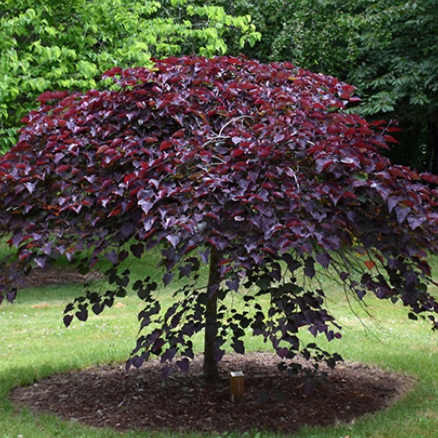RUBY FALLS WEEPING REDBUD TREE 5gal