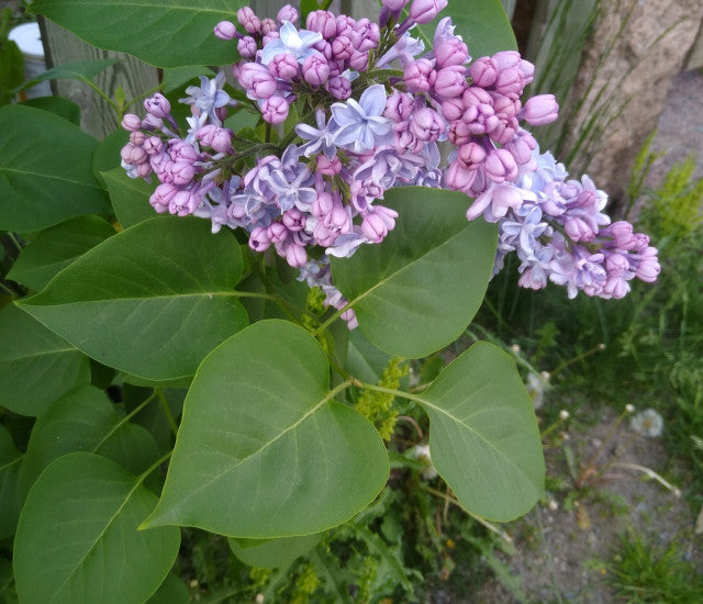 PURPLE LILAC 3gal