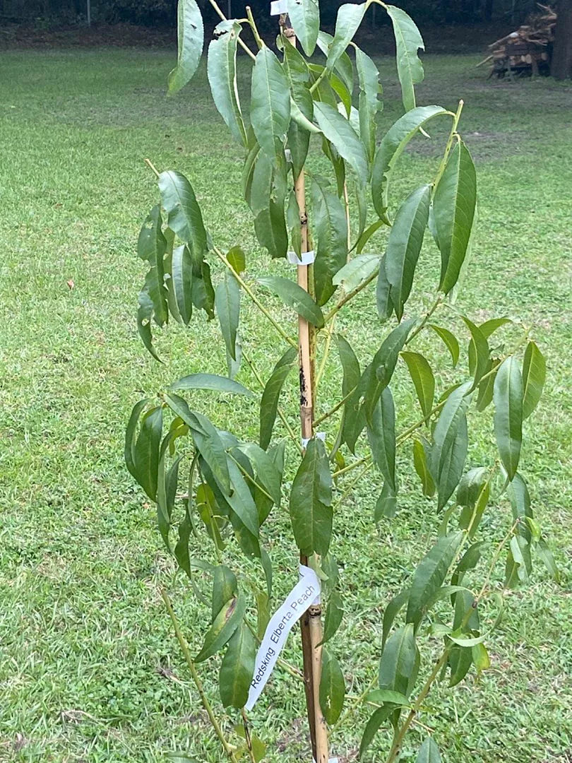 ELBERTA PEACH SEMI DWARF 5gal