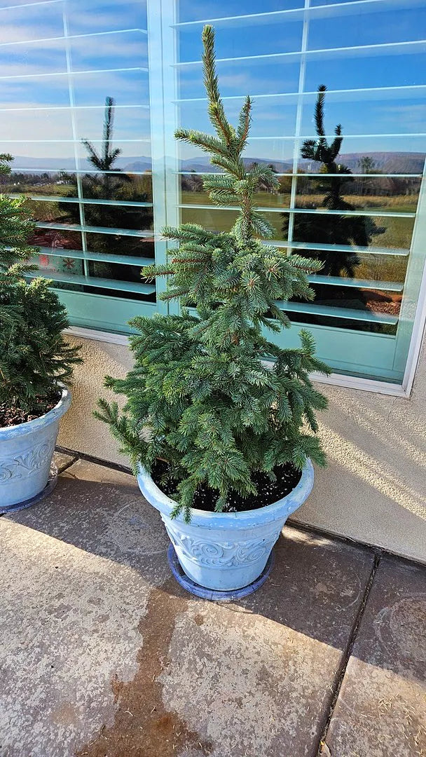GREEN COLORADO SPRUCE 4-5ft
