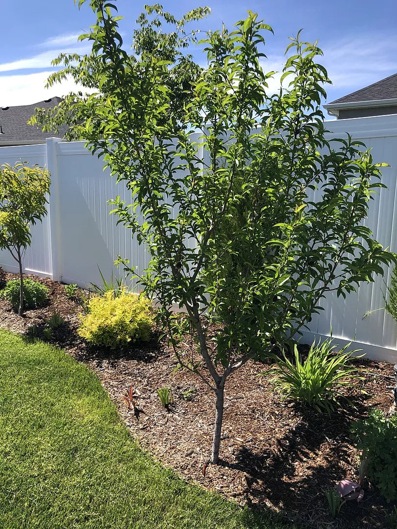 FLAVORTOP NECTARINE 7gal