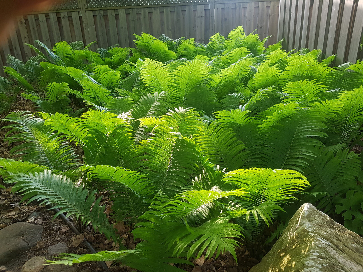 Hayscented Fern (Dennstaedtia 'Hayscented') - 1 gallon