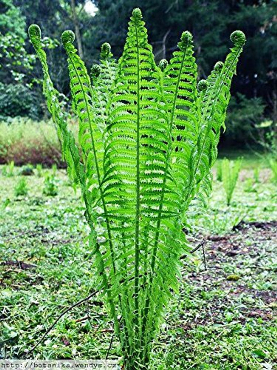 Ostrich Fern (Matteuccia struthiopteris 'Ostrich') - 1 gallon