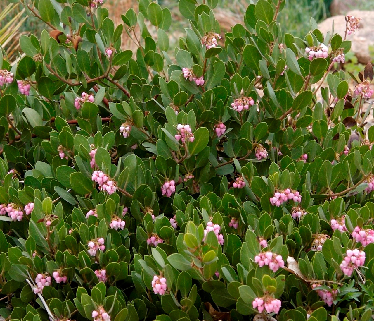 PANCHITO MANZANITA 3gal