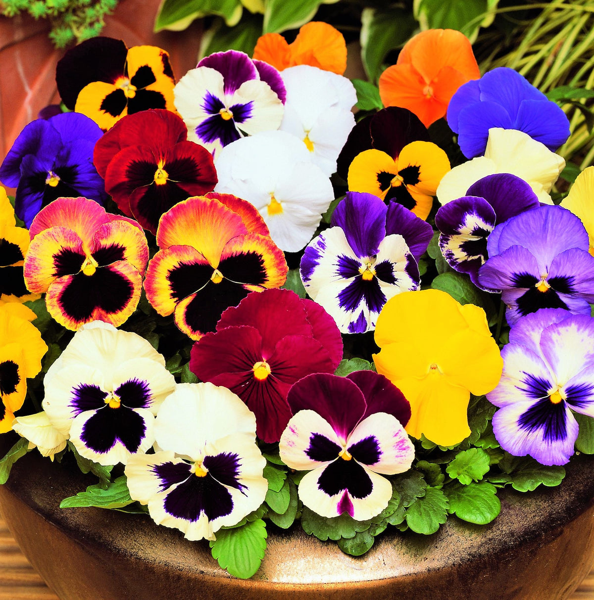 ASSORTED PANSY 1gal