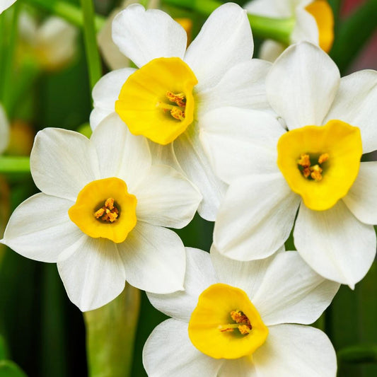 Narcissus - Paperwhite Wintersun (17+ cm)