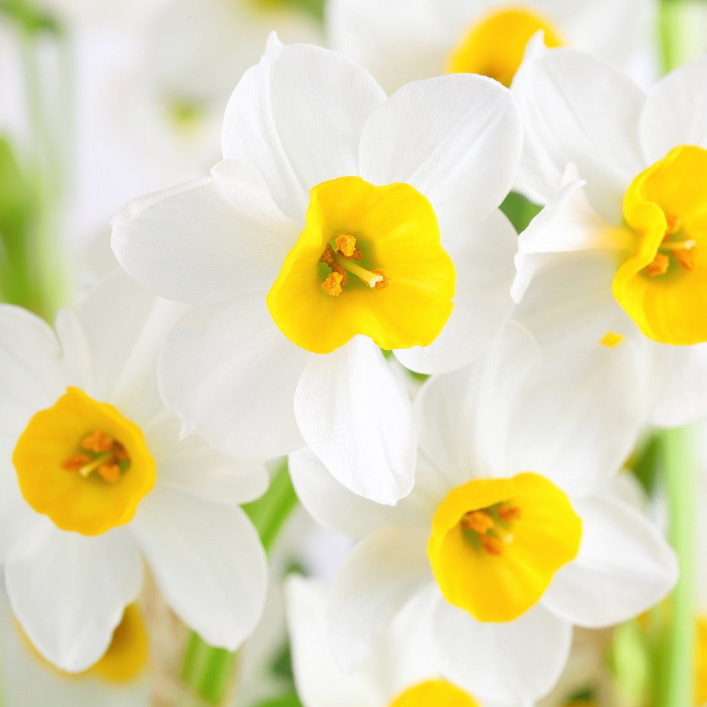 Narcissus - Paperwhite Wintersun (17+ cm)